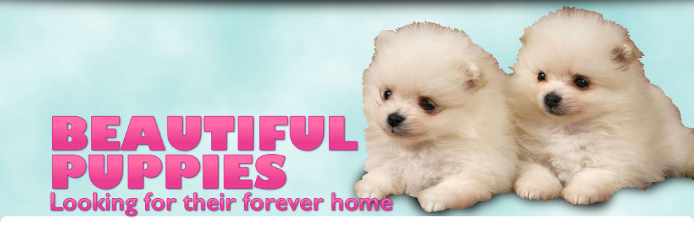 Funny Puppies For Sale Adelaide Pet Shops