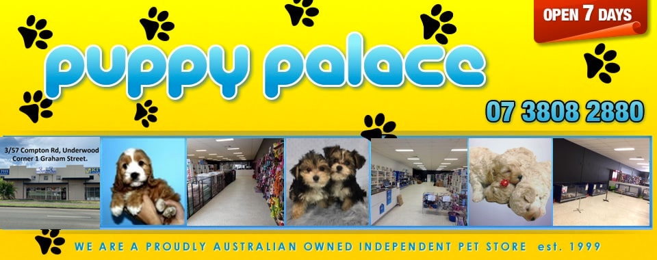 Puppies For Sale in Brisbane | Puppy Palace Pet Shop